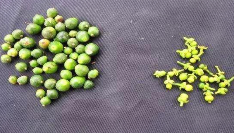 Cam bị rụng trái sinh lý